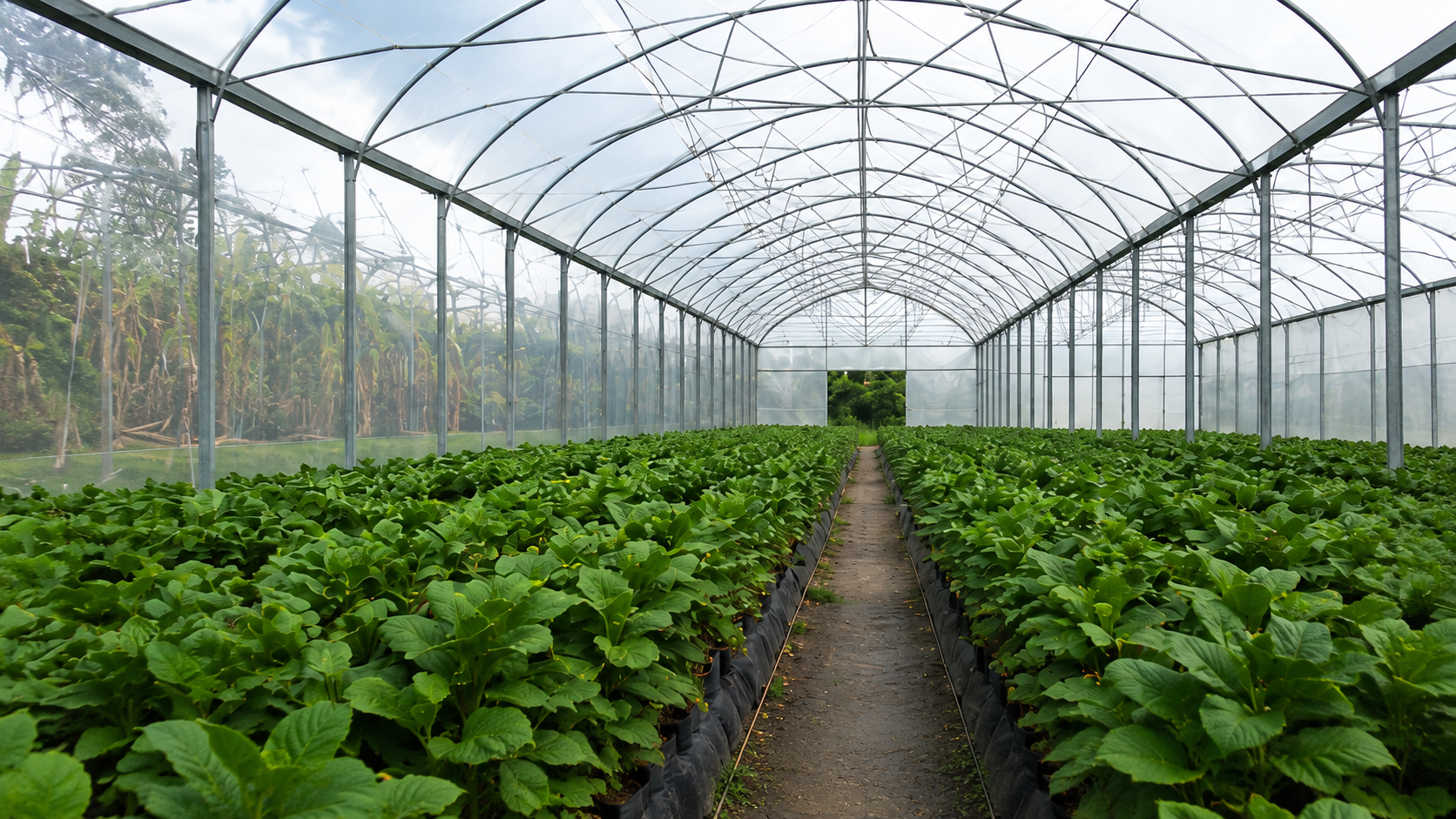 Invernadero Miñarcaja